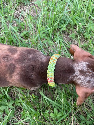 Halsband