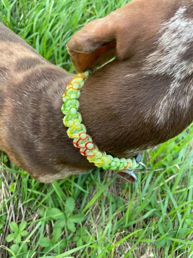 Halsband
