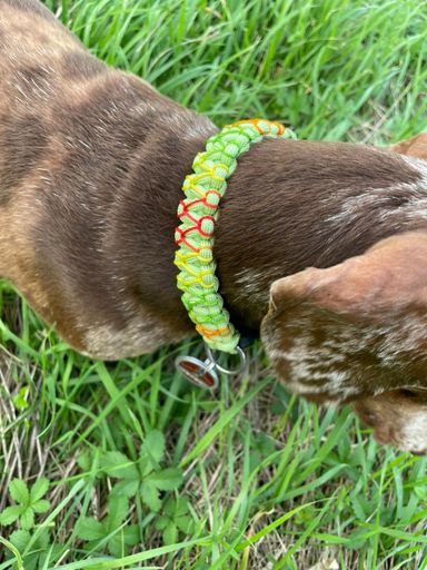 Halsband
